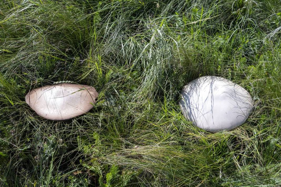 Yağmurdan sonra şaşırtan manzara: Böylesi görülmedi! 40 cm çapında, köylüler bile hayrete düştü 7